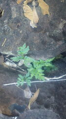 Doryopteris pedatoides