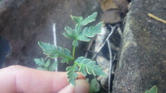Doryopteris pedatoides