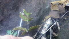 Doryopteris pedatoides