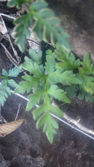 Doryopteris pedatoides