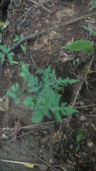 Doryopteris pedatoides