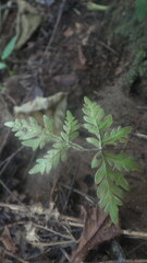 Doryopteris pedatoides