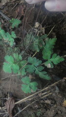 Doryopteris pedatoides