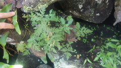Doryopteris pedatoides