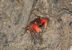Orisarma intermedium