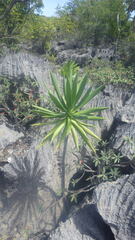 Dracaena reflexa image