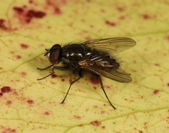 Hydrotaea dentipes