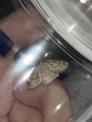 Alsophila pometaria