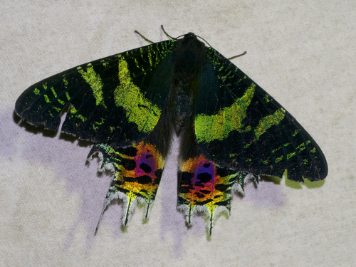 Madagascan Sunset Moth