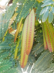 Leucaena leucocephala image