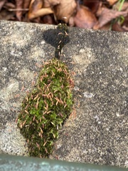 Bryopsida