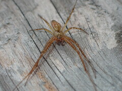 Metellina segmentata