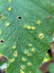 Acalitus ferrugineum