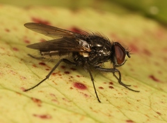Hydrotaea dentipes