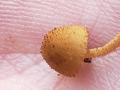 Pleuroflammula tuberculosa