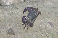 Metopograpsus quadridentatus