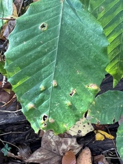 Acalitus ferrugineum