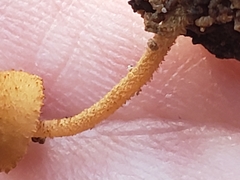 Pleuroflammula tuberculosa