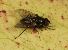 Hydrotaea dentipes