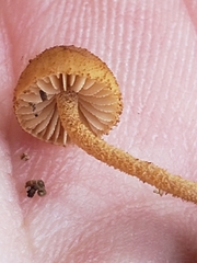 Pleuroflammula tuberculosa