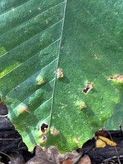 Acalitus ferrugineum