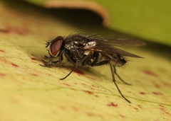 Hydrotaea dentipes