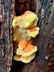 Laetiporus conifericola