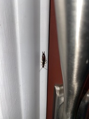 Forficula auricularia