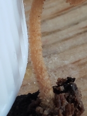 Pleuroflammula tuberculosa