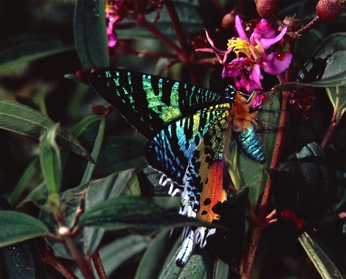 Madagascan Sunset Moth