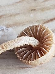 Pleuroflammula tuberculosa