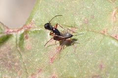 Eucoilinae