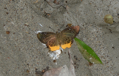 Mooreana trichoneura