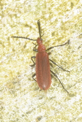 Pyrochroidae