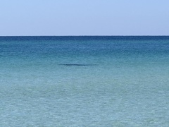 Trichechus manatus