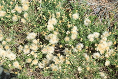 Baccharis plummerae