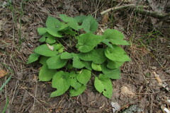 Viola collina