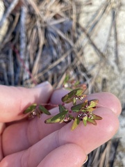 Euphorbia nutans