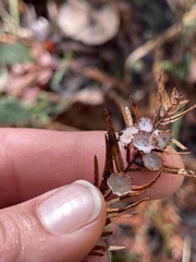 Taxodiomyia cupressi