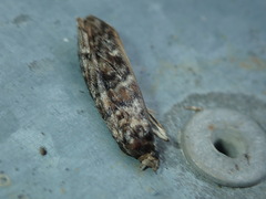 Pyralidae
