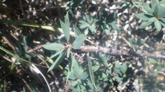 Euphorbia ambarivatoensis image