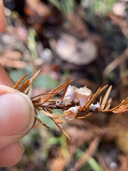 Taxodiomyia cupressi