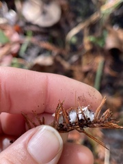 Taxodiomyia cupressi