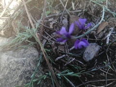 Polygala microphylla