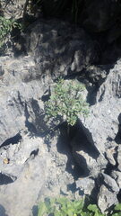 Euphorbia ambarivatoensis image