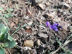 Polygala microphylla