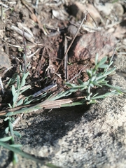 Polygala microphylla