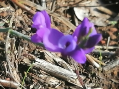 Polygala microphylla