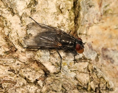 Hydrotaea dentipes