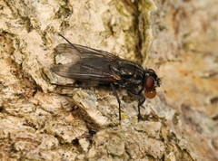 Hydrotaea dentipes